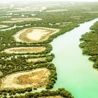 Mangrove_forests_of_Qeshm_13961110_07